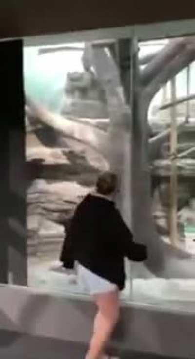 Crossing barrier at the zoo