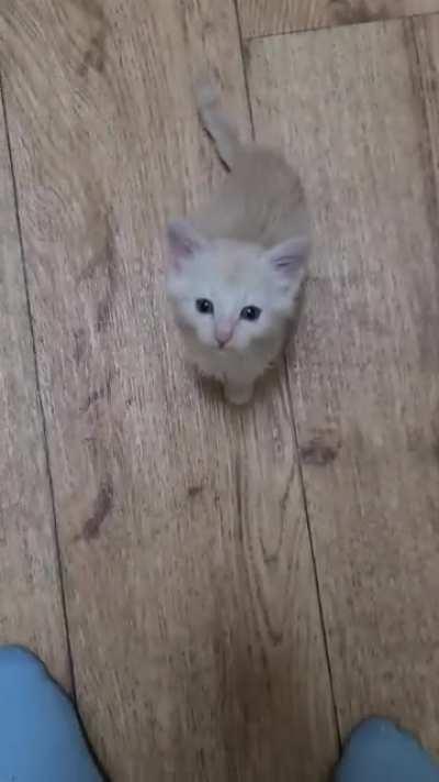 I just got him and he already runs the house