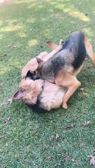 From wrestling to love to wrestling