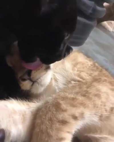 They Are So Cute 😍