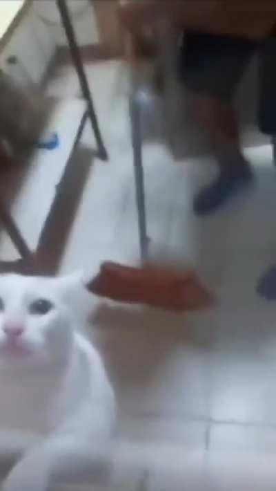 The cat seems to be struggling