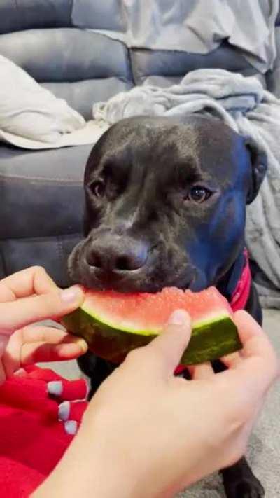 I love how gentle he is when he eats. He loves his fruits and veggies!