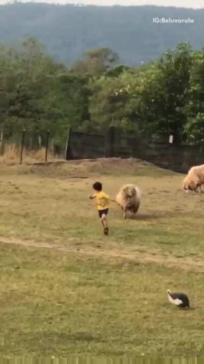 Let's harass an animal...