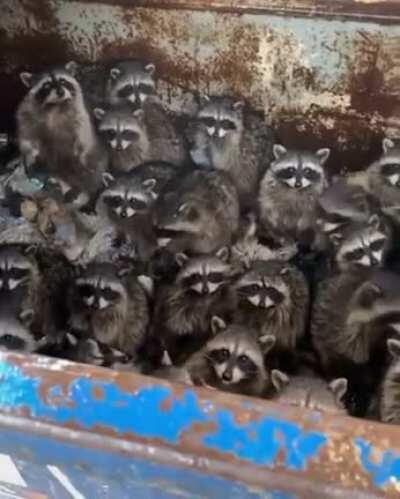 This could definitely go either way...