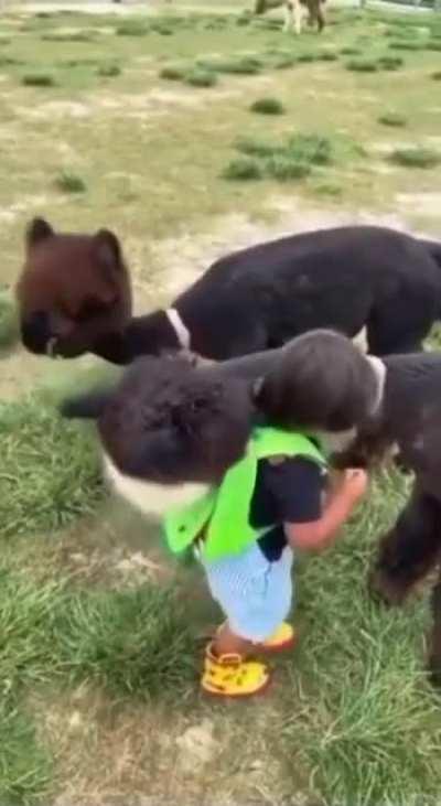 Нам всем нужен свой друг Альпака