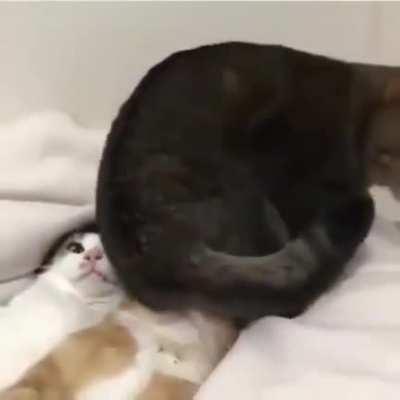 Here .... have a face full of my ass