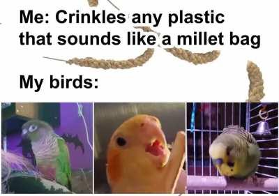 Not only my birds, but I'm pretty sure all of them!!