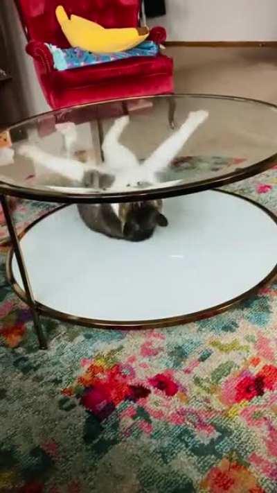 My cat is dancing on glass.