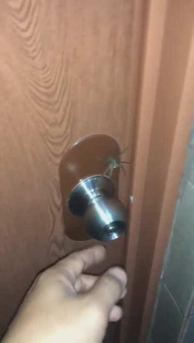 Touching a door knob with a spider