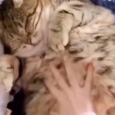 Living Stuffed Animal