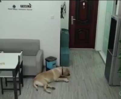 While the owner was sleeping, the dog opened the freezer, took out the ice cream, ate it and threw all the evidence in the trash😅