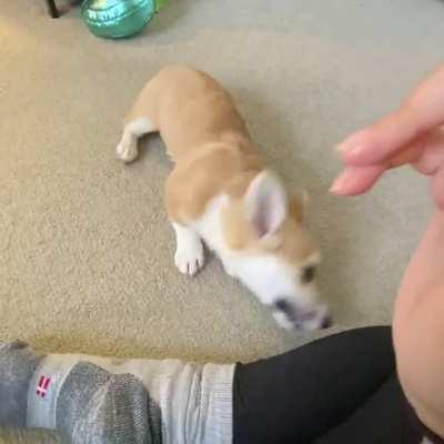 We learned a thing to celebrate 15 weeks!