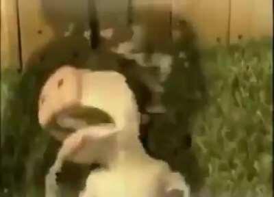 This is in a kids show