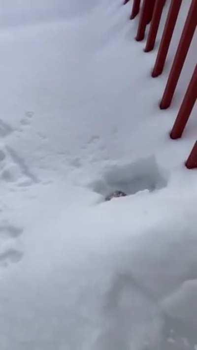 Ohhh, what is this thick fluffy thingy, I must find out!