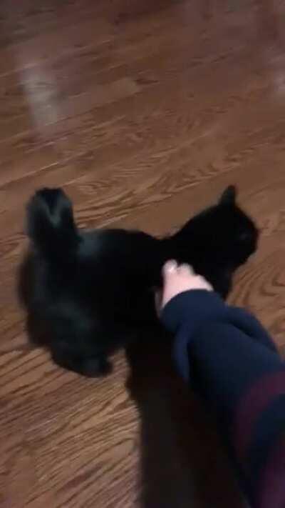 Belly rubs are the best!!!!