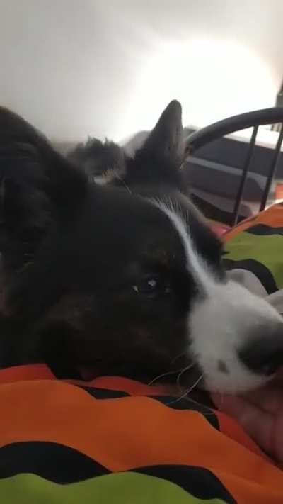 DoG eAtS mAnS aRm AlIve