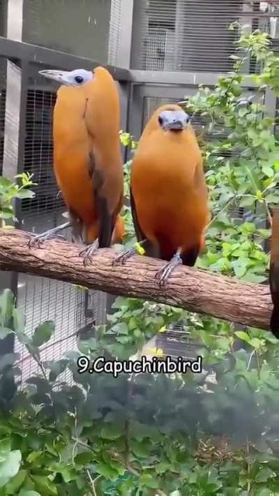 Strange sounds of different birds