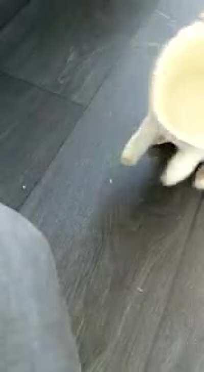 “Treats, just come out already please!”