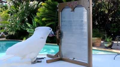 Smudge, the Cockatoo, casually opening locks and doors