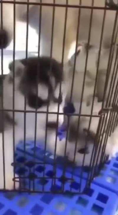 Humans aren’t the only dumb ones