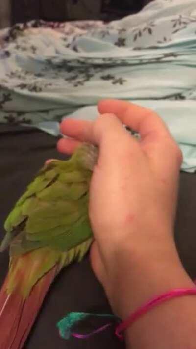 Cuddly baby kiwi ❤️