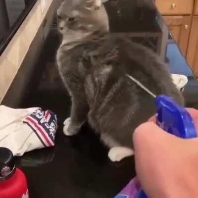 To get the cat off the counter
