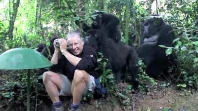 Gorilla family checking out wildlife photographer
