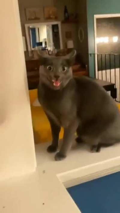 i have no words for this