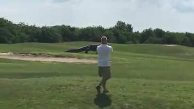 This giant gator going for a stroll.