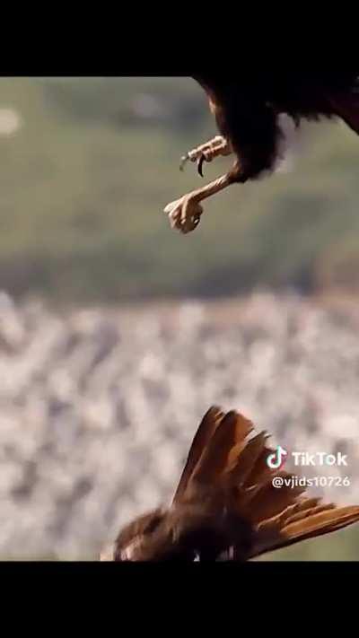 Caracaras use Gang Life to survive.