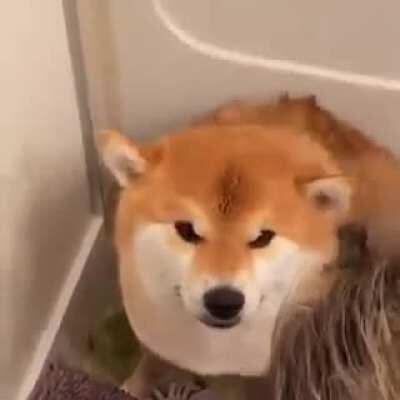 How I treat dogecoin!