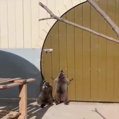 Criminal masterminds attempt to break and enter