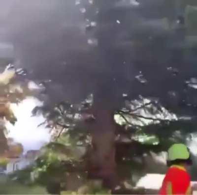 I must go, my tree people need me.