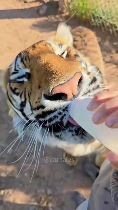 When the cat distribution system sends you the premium package.