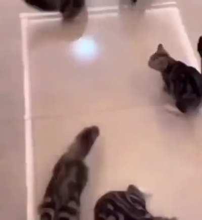 the yipee horde awaits for their meal