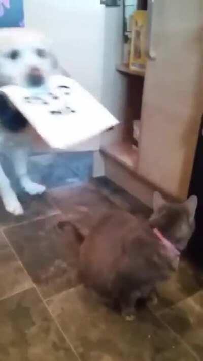 Покорми меня.... и кота