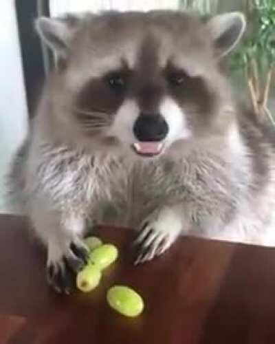 Raccoon protecting his grapes
