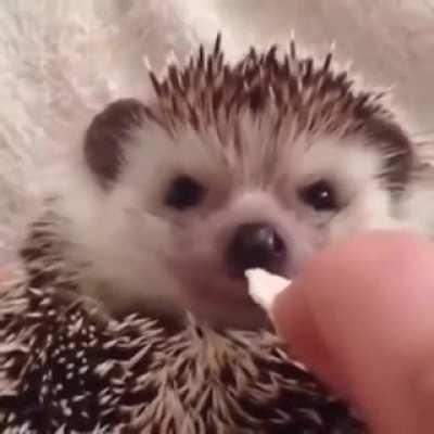 Sinirli bir kirpi nasıl mutlu edilir?