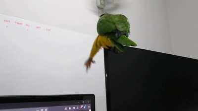 She is trying her best.