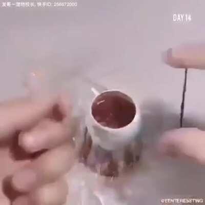 Momento Cultural Lección de hoy: Biología