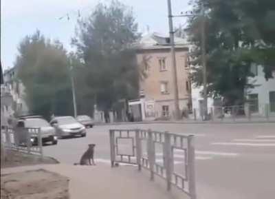 Собака ждёт зелёный свет светофора, чтобы перейти дорогу.