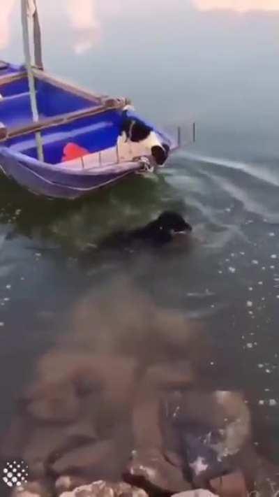 DOG RESCUES BEST FRIEND