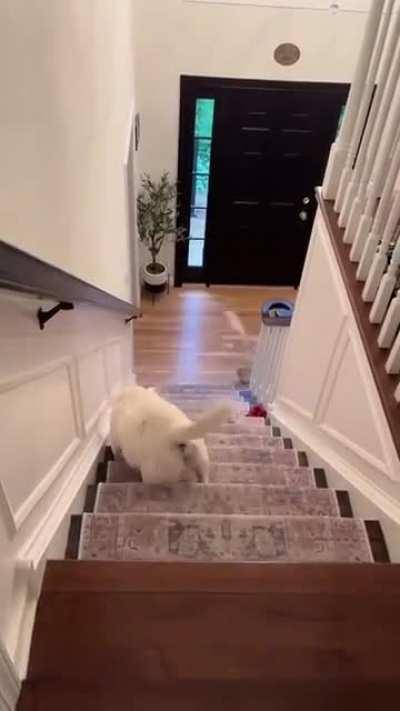 Watching the dog go downstairs is so cute