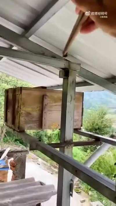 Beeyagi protects his bees from hornets