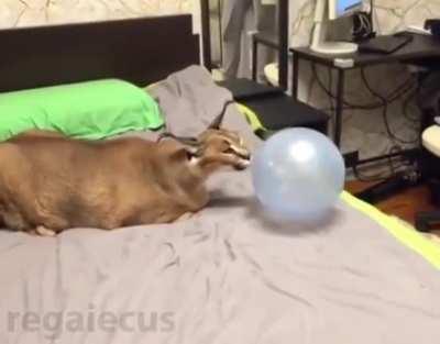 Curiosity killed the cat