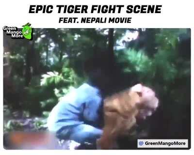 Epic fight against Tiger