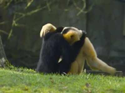 Gibbon’s being wholesome