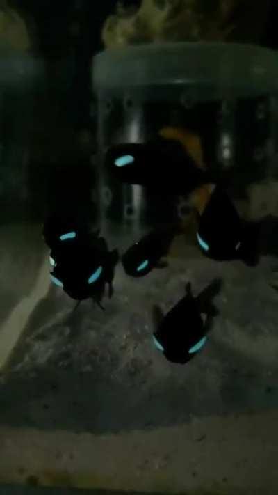 🔥 These Flashlight Fishes produce bioluminescent light and have organs that allow them to turn it on and off.