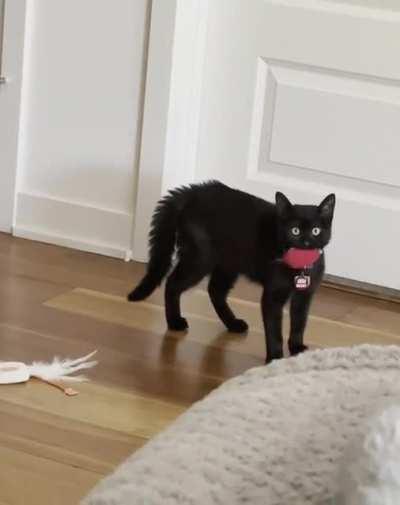 Pocket doing his little dance.