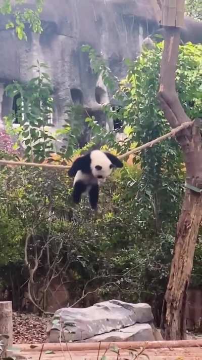 I think i am a Panda